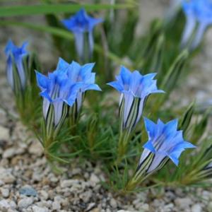 濃色】E96 厚岸ホテイアツモリソウ花1葉1 u*5様 アツモリソウ 厚岸