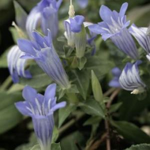 厚岸産ホテイアツモリソウ 花1芽株 : 岩崎園芸ネットストア Yahoo店