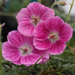 礼文アツモリソウ 花1芽株 : 岩崎園芸ネットストア Yahoo店 - 通販