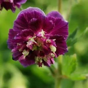 八重咲き黒花フウロ「ジョセフグリーン」