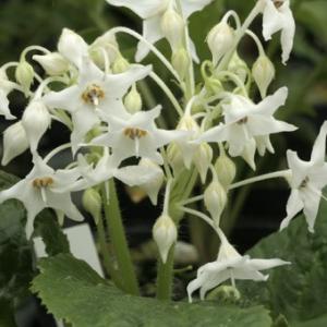 ヤシャビシャク : 岩崎園芸ネットストア Yahoo店 - 通販 - Yahoo