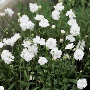 八重咲 宿根カスミ草 ホワイト 3.5号(直径10.5cm) ポット苗 1株 花壇