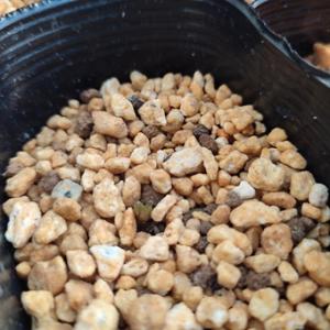 ヘレボラス・チベタヌス 国内栽培一作開花見込み株 3寸ポット