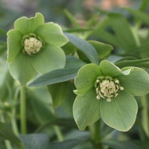 現品販売】厚岸産ホテイアツモリソウ 花2芽葉2芽株 : 岩崎園芸ネット