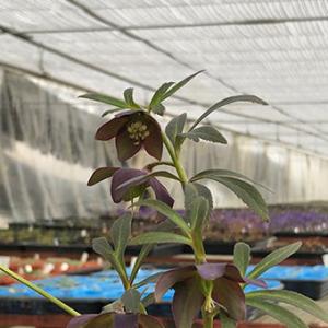 現品販売】厚岸産ホテイアツモリソウ 花2芽葉2芽株 : 岩崎園芸ネット
