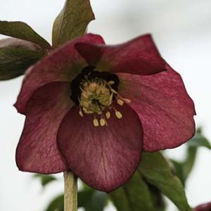 クリスマスローズ ダブル/(ピンク系)3.5〜4寸苗 : 岩崎園芸ネット