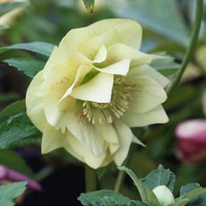 クリスマスローズ ダブル/(赤系)3.5〜4寸苗 : 岩崎園芸ネットストア