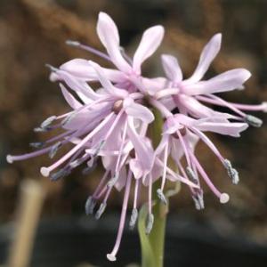 現品販売】厚岸産ホテイアツモリソウ 花2芽葉2芽株 : 岩崎園芸ネット