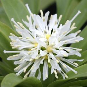日本クマガイソウ 花2芽株 : 岩崎園芸ネットストア Yahoo店 - 通販
