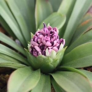 礼文アツモリソウ 花1芽株 : 岩崎園芸ネットストア Yahoo店 - 通販