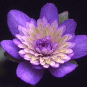 紫式部 花 白の商品一覧 通販 Yahoo ショッピング