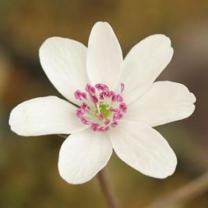 標準花 白花系の商品画像