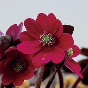 武徳産ホテイアツモリソウ 花1芽株 : 岩崎園芸ネットストア Yahoo店