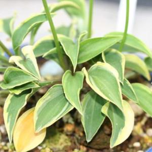 礼文アツモリソウ 花1芽株 : 岩崎園芸ネットストア Yahoo店 - 通販