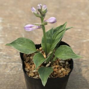 ヤシャビシャク : 岩崎園芸ネットストア Yahoo店 - 通販 - Yahoo