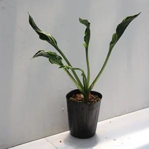 ホスタ「プレイングハンズ」