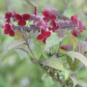 ヤマアジサイ 「紅」（くれない）