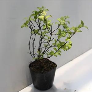 移り紅コガクウツギ