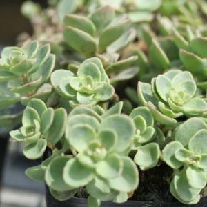 斑入りミセバヤ : にじはなPlants - 通販 - Yahoo!ショッピング