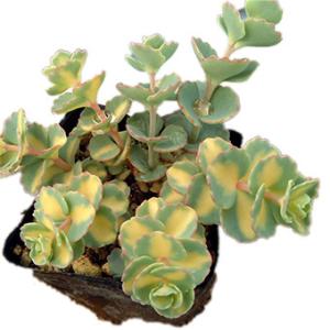 現品販売】厚岸産ホテイアツモリソウ 花2芽葉2芽株 : 岩崎園芸ネット