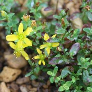 大雪ヒナオトギリ