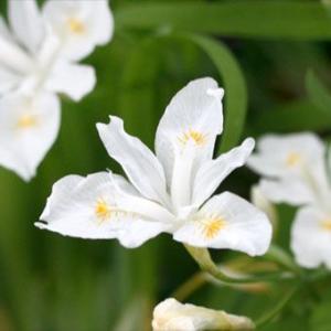 白花ヒメシャガの商品画像