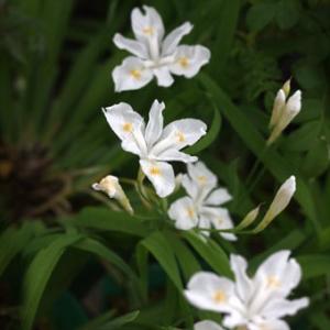 白花ヒメシャガの詳細画像1