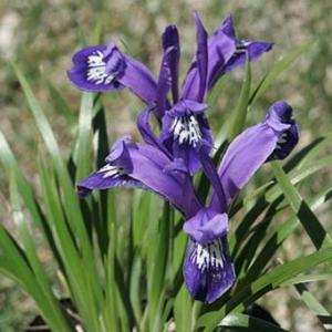 ホテイアツモリソウ 葉1芽株 : 岩崎園芸ネットストア Yahoo店 - 通販