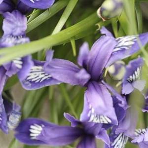 ホテイアツモリソウ 葉1芽株 : 岩崎園芸ネットストア Yahoo店 - 通販
