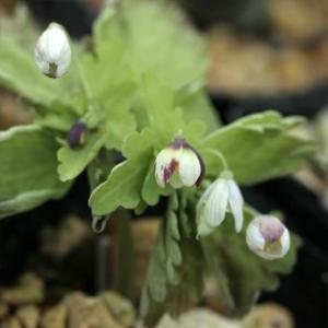 厚岸産ホテイアツモリソウ花2芽葉1芽株 : 岩崎園芸ネットストア Yahoo