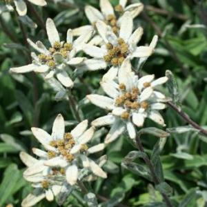 現品販売】厚岸産ホテイアツモリソウ 花2芽葉2芽株 : 岩崎園芸ネット