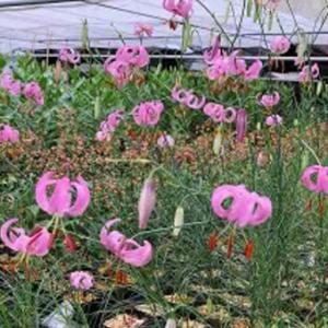 マツバユリ 開花球