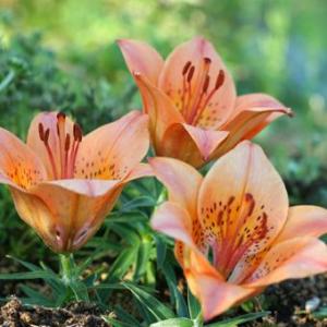 武徳産ホテイアツモリソウ 花1芽株 : 岩崎園芸ネットストア Yahoo店