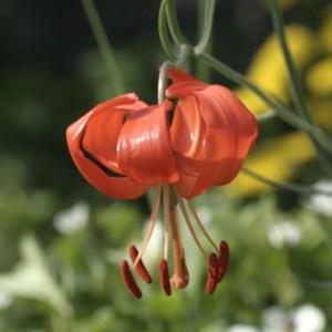 現品販売】厚岸産ホテイアツモリソウ 花2芽葉2芽株 : 岩崎園芸ネット