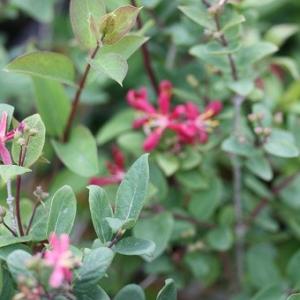 赤花ヒョウタンボク