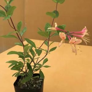 ツキヌキニンドウ