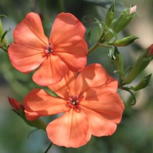 フシグロセンノウ