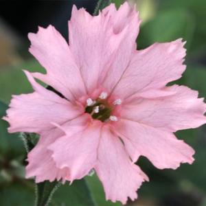 現品販売】厚岸産ホテイアツモリソウ 花2芽葉2芽株 : 岩崎園芸ネット