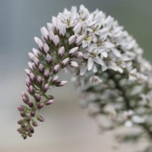 現品販売】厚岸産ホテイアツモリソウ 花2芽葉2芽株 : 岩崎園芸ネット