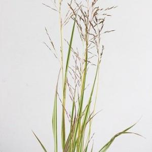 斑入カリヤスモドキ