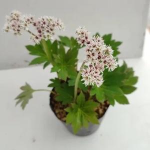股咲き八角蓮 : 岩崎園芸ネットストア Yahoo店 - 通販 - Yahoo