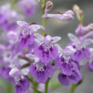 ウチョウランの商品一覧 通販 Yahoo ショッピング