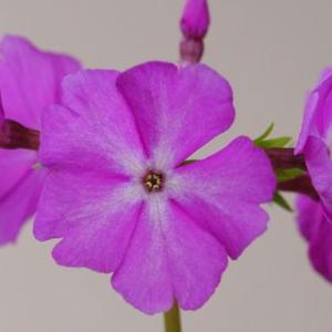 日本桜草「初日の出」