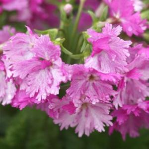 八重咲きサクラソウ 「喝采」