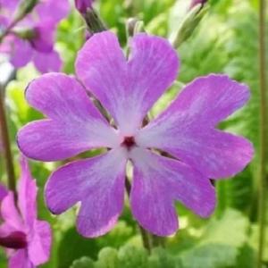 菊苗 小菊 江戸菊 江戸黄八丈 1株 : 花と緑 国華園 - 通販 - Yahoo