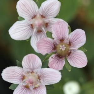 現品販売】厚岸産ホテイアツモリソウ 花2芽葉2芽株 : 岩崎園芸ネット
