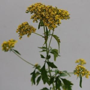 ヒメオミナエシ