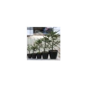 現品販売】厚岸産ホテイアツモリソウ 花2芽葉2芽株 : 岩崎園芸ネット