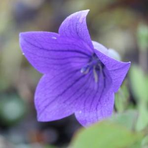 現品販売】厚岸産ホテイアツモリソウ 花2芽葉2芽株 : 岩崎園芸ネット