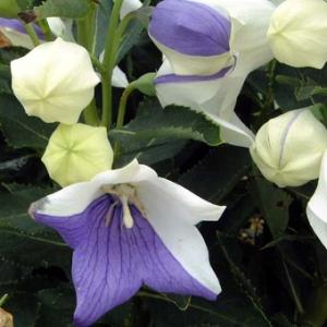 絞り咲きアポイギキョウ